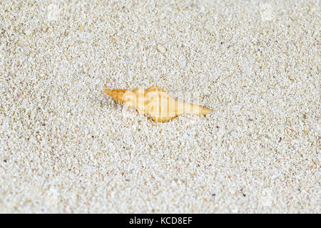 Shell of Lophiotoma (sea snails), marine gastropod mollusks in the family Turridae Stock Photo