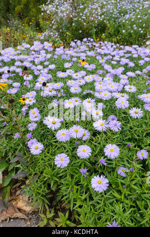 Aster (Aster) Stock Photo
