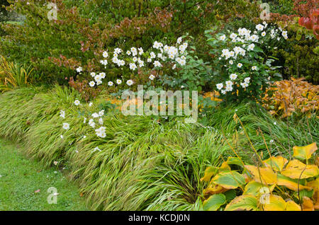 Japanese anemone (Anemone hupehensis var. japonica) Stock Photo
