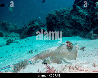 Blue spotted stingray on a sandy bottom underwater Stock Photo