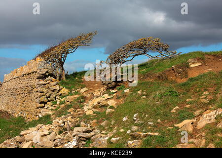 Hawthorn tree bent over by prolonged winds blowing in off the sea showing a stone wall acting as a dam for two field levels. Stock Photo