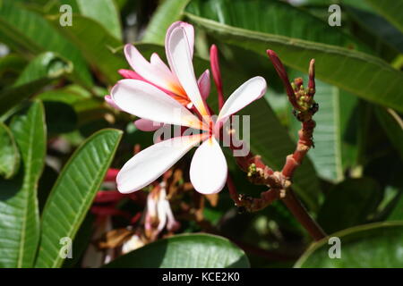 Close up of frangipani flower or Leelawadee flower Stock Photo