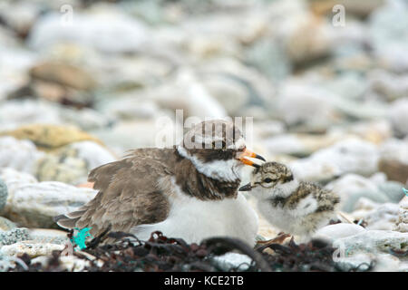 Ringed Plover Charadrius hiaticula adult female calling chicks over to be brooded on cold dat, Unst Shetland June Stock Photo