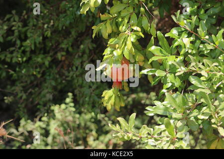 A single pomegranate blossoming in the summer Stock Photo