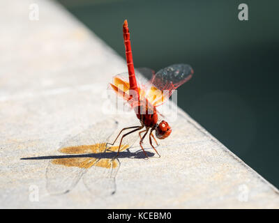 Red-veined Darter or Red-veined nomad (Sympetrum fonscolombii)  of the genus Sympetrum, resting at a poolside in Valencia, Spain Stock Photo