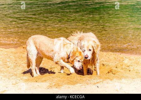 Two Golden Retrievers dig a hole in the sand at a Sydney Beach Stock Photo