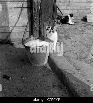 A cat with a milky tongue beside a pail of milk. Photographed by John Gay in Hertfordshire, 1950s-60s. Stock Photo