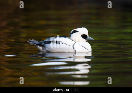 An adult male smew (Mergus albellus) swimming on a freshwater pool at the Wildfowl and Wetland Trust in Washington, Tyne and Wear. December. Captive s Stock Photo