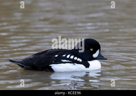 An adult male Barrow's goldeneye (Bucephala islandica) swimming on a freshwater pool at the Wildfowl and Wetland Trust in Washington, Tyne and Wear. D Stock Photo