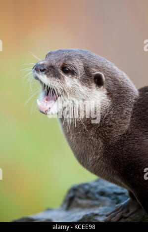 A close up on the head and shoulders of an adult Asian short-clawed optter (Amblonix cinereus) at the Wildfowl and Wetland Trust in Washington, Tyne a Stock Photo