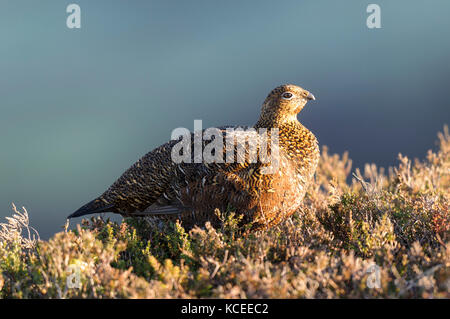 An adult male red grouse( Lagopus lagopus scotica) in winter, non-breeding plumage and keeping his red eyebrow wattles hidden. Sitting on the heather  Stock Photo