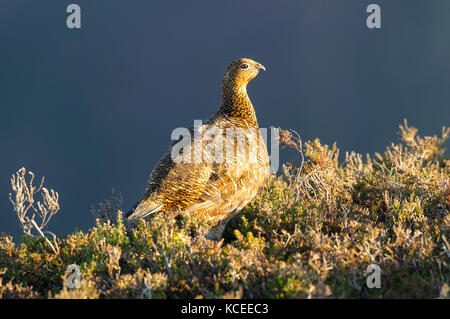 An adult male red grouse( Lagopus lagopus scotica) in winter, non-breeding plumage and keeping his red eyebrow wattles hidden. Standing on the heather Stock Photo