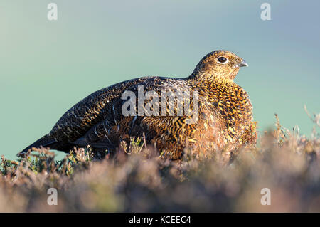 An adult male red grouse( Lagopus lagopus scotica) in winter, non-breeding plumage and keeping his red eyebrow wattles hidden. Sitting on the heather  Stock Photo