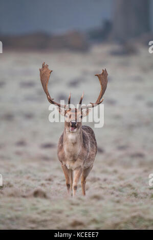 An adult fallow buck (Dama dama) with a full set of antlers standing on frosty grass near Ripon, North Yorkshire. January. Stock Photo