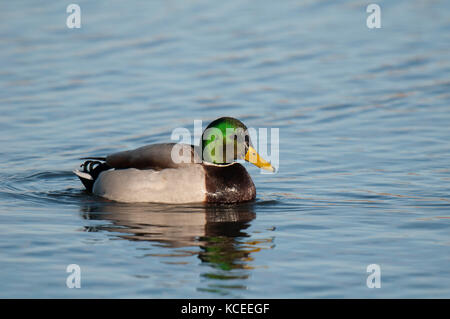 An adult male mallard (Anas platyrhynchos) in breeding plumage, swimming on a lake at RSPB Fairburn Ings, Castleford, West Yorkshire. February. Stock Photo