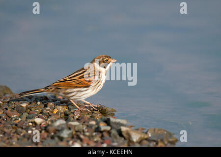 A adult male reed bunting (Emberiza schoeniclus) in winter plumage standing on gravel at the edge of a puddle at the Wildfowl and Wetland Trust centre Stock Photo