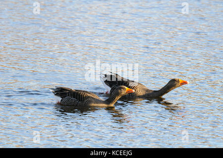 Two adult greylag geese (Anser anser) swimming parallel to each other in threat posture on a lake at the Yorkshire Wildlife Trust's Potteric Carr rese Stock Photo