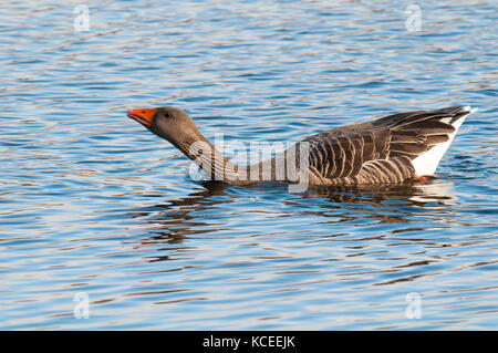 An adult greylag goose (Anser anser) swimming across a lake in a threat posture at the Yorkshire Wildlife Trust's Potteric Carr reserve near Doncaster Stock Photo