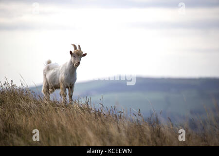 Young Kashmiri mountain goat  Capra falconeri cashmiriensis Capra Markhor on hillside of Great Orme, North Wales Stock Photo