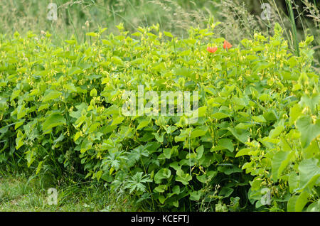 European birthwort (Aristolochia clematitis) Stock Photo