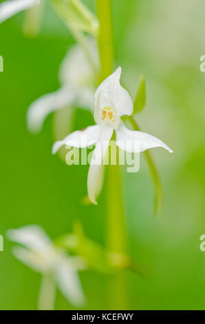 Lesser butterfly orchid (Platanthera bifolia) Stock Photo