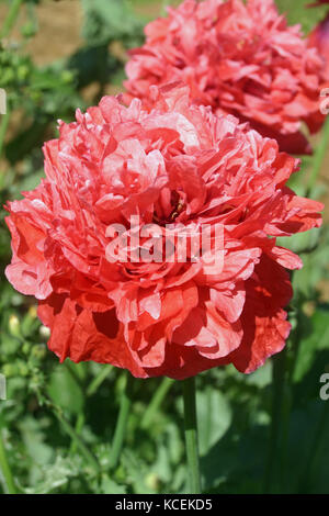 Frilly pink poppy (Papaver species) sometimes known as the peony or pompom poppy. Background with further flowers, soil, and leaves. Stock Photo