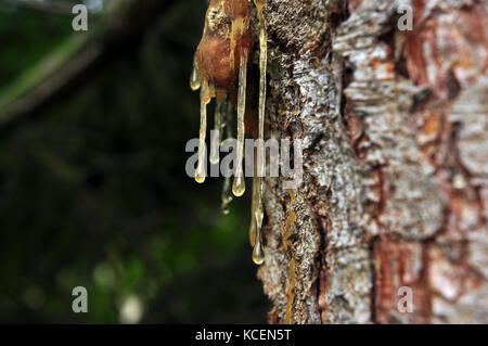 tree resin drops Stock Photo