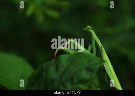 Praying mantis in the garden Stock Photo