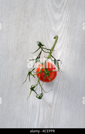 Last remaining tomato attached to vine. Bought from supermarket. the vine is starting do dry and shrivel, but the last  tomato is still fresh. Stock Photo