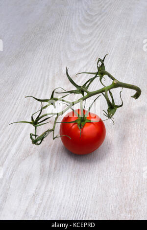 Last remaining tomato attached to vine. Bought from supermarket. the vine is starting do dry and shrivel, but the last  tomato is still fresh. Stock Photo