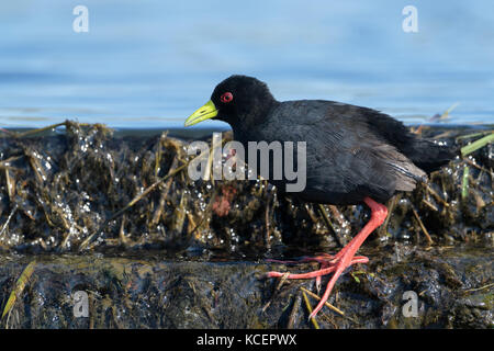 Black crake (Amaurornis parva) foraging at wateredge, Kruger National Park, Mpumalanga, South Africa Stock Photo