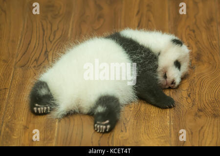 Baby Giant Panda, Ailuropoda melanoleuca, at Panda Research Base, Chengdu, Sichuan, China Stock Photo