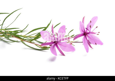 Pink Alpine willowherb flowers isolated on white Stock Photo