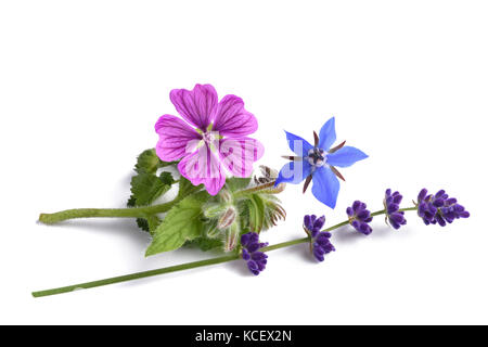 borage mallow and lavender flower  isolated on white Stock Photo