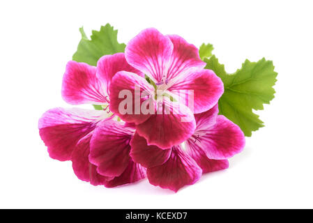 Scented Geranium flowers isolated on white background Stock Photo