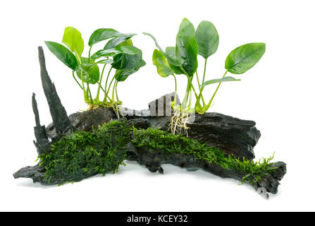 Anubias barteri aquarium plants and green moss on small driftwood Stock Photo