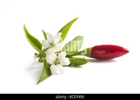 chili peppers whit flowers and leaves isolated on white Stock Photo