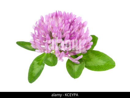 Red clover flowers and leaves isolated on white background Stock Photo