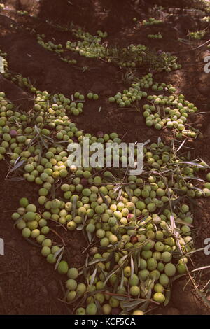 October 4, 2017 - 4 October 2017 Malaga (Andalucia) AloreÃ±a olive harvest begins in the province of Malaga. The harvesting of these olives, known as the milking technique, is still totally manual. After the collection, the olives are deposited in conditioned baskets to avoid that the blows damage or spoil the olives.After this collection, they are transported to the dressing industries, and once there, they will be classified and calibrated. Later they will be divided and sweetened with water and salt during the time that determines their form of elaboration: Fresh Green, Traditional or Curad Stock Photo