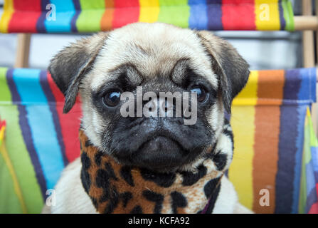 Dortmund, Germany. 05th Oct, 2017. 15-week-old pug puppy Earl Copper from the breed 'City Diamonds' sitting as part of a photo session of the fair 'Hund & Pferd' (lit. Dog & Horse) in Dortmund, Germany, 05 October 2017. The fair takes place from 13-15 October 2017 in the Westfalenhallen venue. Credit: Bernd Thissen/dpa/Alamy Live News Stock Photo