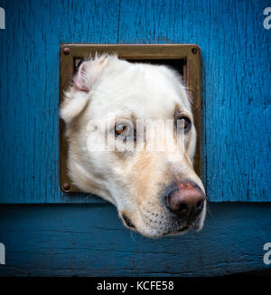 Funny shot of white Labrador head looking through small cat flap in blue wooden door Stock Photo