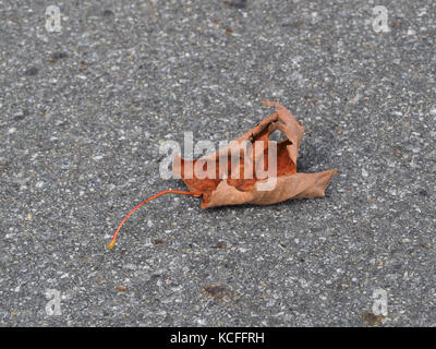 Quebec, Canada. Dry maple leaf Stock Photo