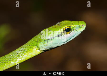 White-lipped Parrot Snake, Leptophis ahaetulla,  Costa Rica, Central America Stock Photo