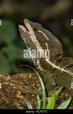 Brown Basilisk, Basiliscus vittatus, in the nature habitat. Beautiful