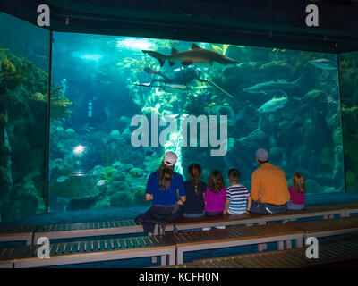 Family watching fish in tank at the The Florida Aquarium in Tampa Florida Stock Photo