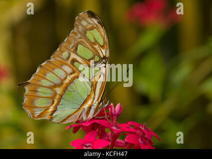 Butterfly, Malachite, Siproeta stelenes, Costa Rica, Central America Stock Photo