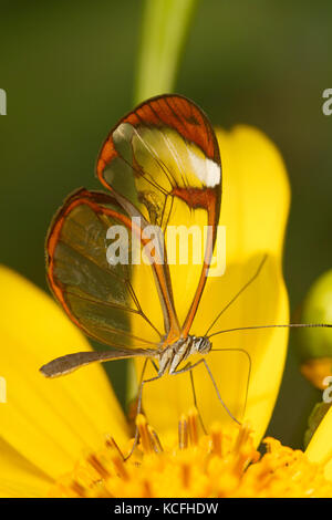 Glasswing, Greta oto, Costa Rica, Central America Stock Photo