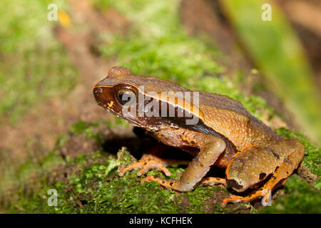 Litter Toad, Rhaebo haematiticus, Central America, Costa Rica Stock Photo