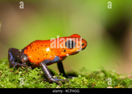 Strawberry poison dart frog, Oophaga pumilio, Costa Rica, Central America Stock Photo