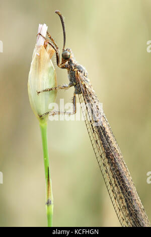 Lion Ant (Myrmeleon) Stock Photo